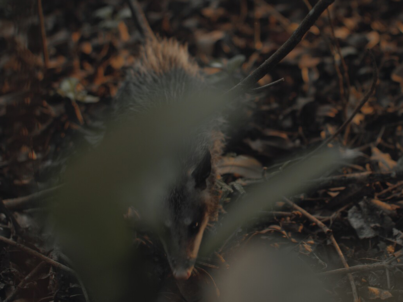 Crop__0000s_0002_Photo 1 Still_2026-03-03_205155_4.25.1